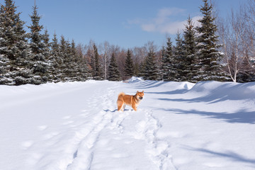 Red Shiba inu dog is playing and running in a snow park in winter