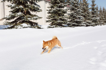 Dog breed red Shiba inu walking in winter forest, running and playing outdoors