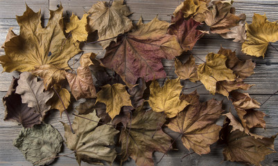 Background of dry leaves on a wooden background.