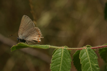Take off of the butterfly