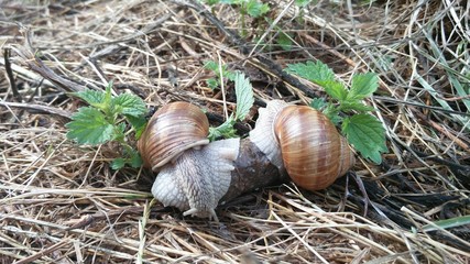escargots et caca