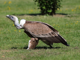 Marche du vautour fauve