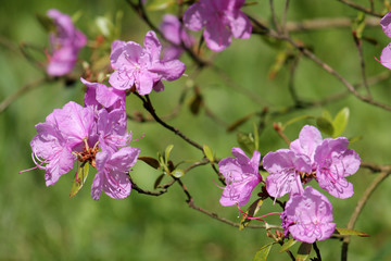 Branch of Rhododendron with bright pink flowers on green background 