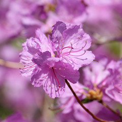 Branch of Rhododendron with bright pink flowers