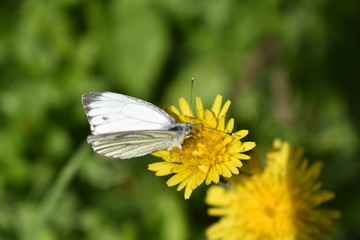 A spring or summer day, a white butterfly-cabbage sits on a yellow dandelion flower and collects nectar