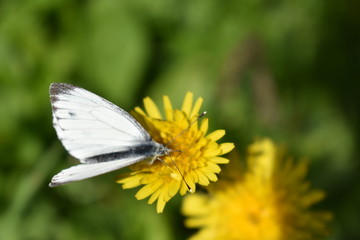 A spring or summer day, a white butterfly-cabbage sits on a yellow dandelion flower and collects nectar