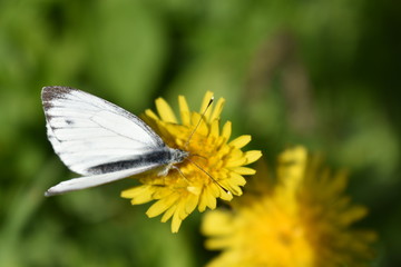 A spring or summer day, a white butterfly-cabbage sits on a yellow dandelion flower and collects nectar