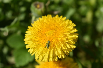 Summer sunny day, a small green grasshopper sits on a bright yellow dandelion