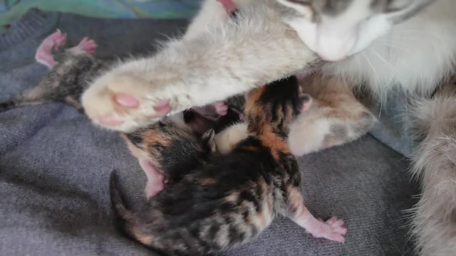 Funny fold cats. cat and kittens. cat feeds newborn kittens. the cat gives birth lifestyle parturition to kittens . indoors kitten playing sleeps . suck tit blind lovely indoors kittens concept pet