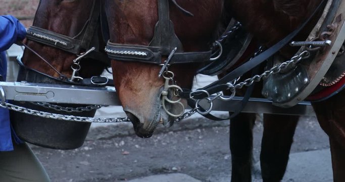 Cariage horses resting. horse carriage on a cobble road