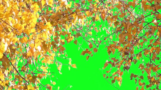 Multicolored Autumn Leaves on Green Screen or Chroma key Background. 4K Ultra HD
