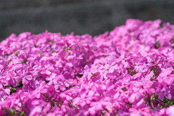 濃い桃色の芝桜