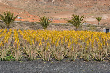 Aloe Farmen in Tiscamanita Fuerteventura Kanaren island Spain