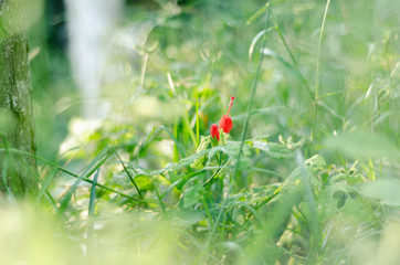 Contraste en naturaleza