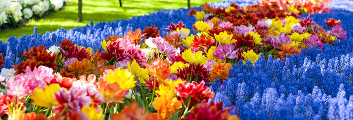 Fototapeta na wymiar Flowerbeds with yellow, blue and red tulips. Park with flowers Keukenhof in the spring. Holland. Banner. Background