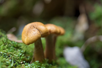 森の中のキノコ