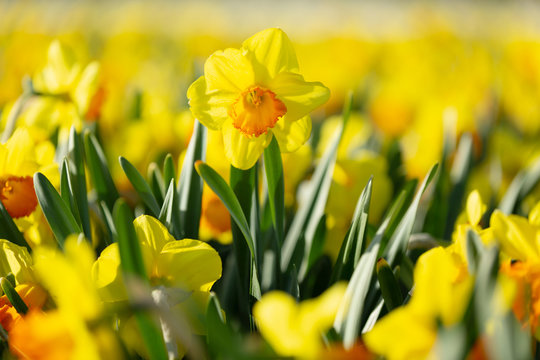 Close-up view of yellow daffodils in full bloom
