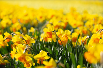 Yellow daffodils flower field. South Holland, Netherlands