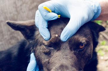 Human hands in blue gloves remove the tick with the hook of the dog