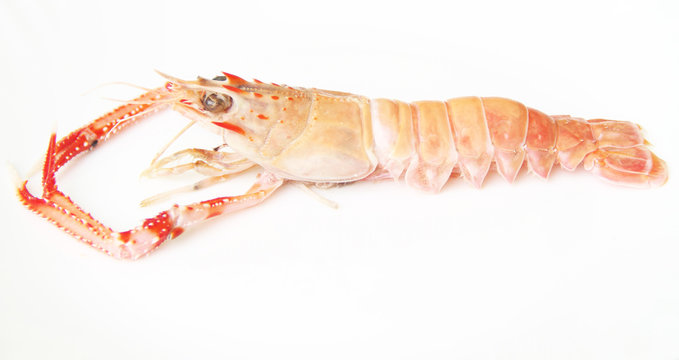 Pleocyemata Bilder Durchsuchen 384 Archivfotos, und