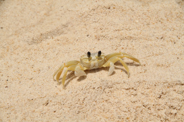 Crab