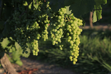Obraz premium Closeup Cluster of Green Grapes on Vine