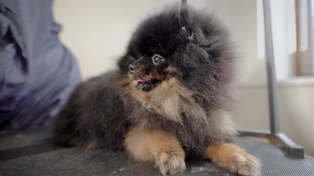 dogs groomer is brushing small dark puppy spitz with tongue out lying on a table in pet grooming, preparing for a conformation show,