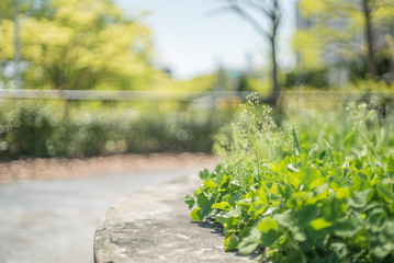 公園の花壇のクローバー