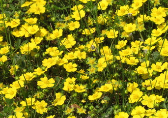 Obraz premium Potentilla tabernaemontani, yellow spring flower, small blossom