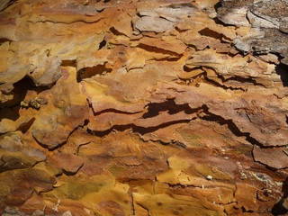 Folded pine, needles and beetles