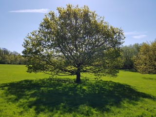 Fototapeta premium Tree Shadow 2 SER