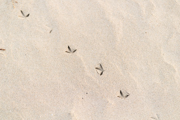 砂浜の上の鳥の足跡