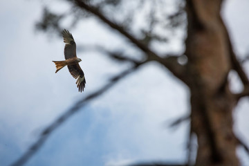 Greifvogel in der Wildnis