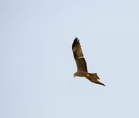 Greifvogel in der Wildnis