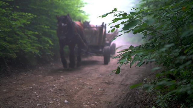 Horses and carts go into the forest - (4K)