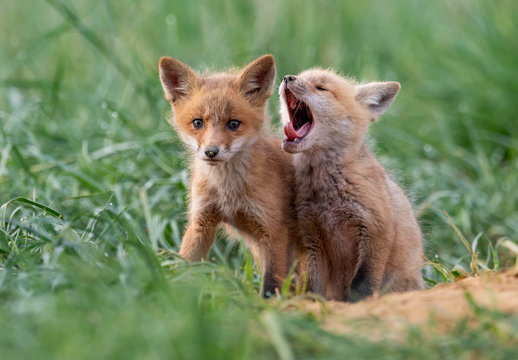 Baby Fox Images – Browse 67,599 Stock Photos, Vectors, and Video | Adobe  Stock