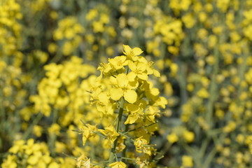 Rapeseed field. Background of rape blossoms. Flowering rape on the field