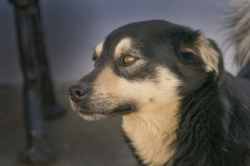 Nice mongrel dog walking outdoors