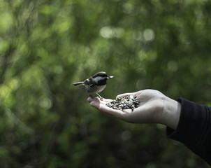 A bird in the hand....