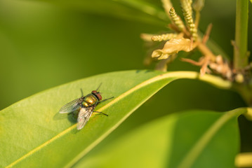 葉の上のハエ