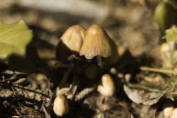 Mushroom Caps