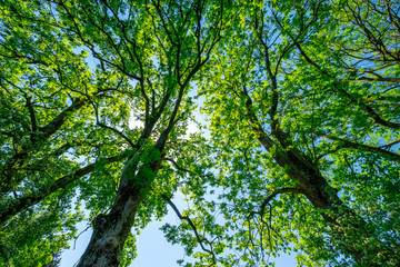 Blick durch das Blätterdach im Frühling