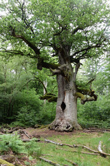 Urwald an der Sababurg