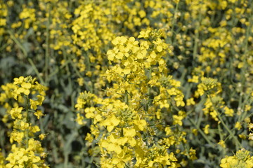 Rapeseed field. Background of rape blossoms. Flowering rape on the field