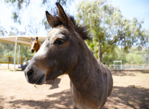 Who's a cute donkey?