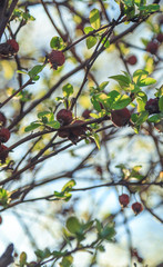 swollen buds on the branches