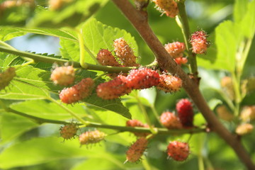 Agriculture, field, Brazil