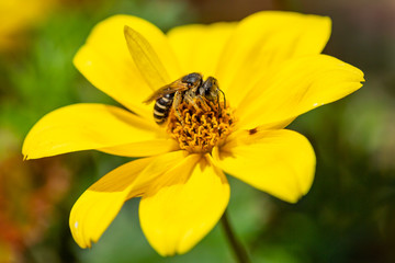 Bee gathering pollen on a yellow flower
