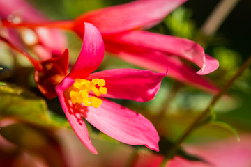 Close-up on a pink flower with a heart shape stamen