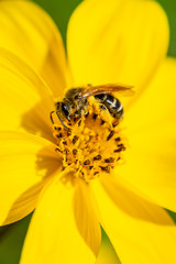 Bee collecting pollen on a yellow flower
